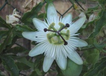 image of flower