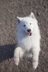 image of animal