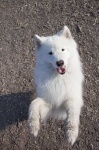 image of samoyed #28