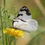 image of animal