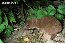 image of weasel