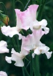 image of flower
