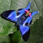 image of animal