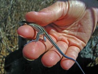 image of whiptail
