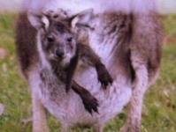 image of animal