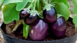 image of eggplant #30