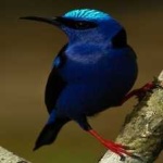 image of bird