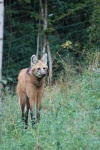image of red_wolf