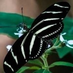 image of animal