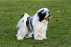 image of tibetan_terrier