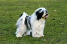 image of tibetan_terrier #1