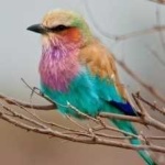image of bird