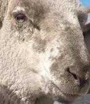 image of animal