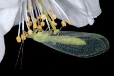 image of lacewing