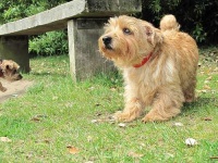 image of norfolk_terrier #10