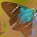 image of animal