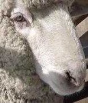 image of animal