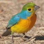 image of bird