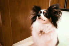 image of papillon