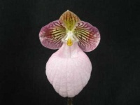 image of flower