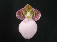 image of hard_leaved_pocket_orchid #50