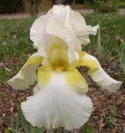 image of bearded_iris #52