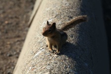 image of animal