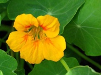 image of flower