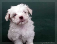 image of maltese_dog