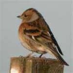 image of brambling