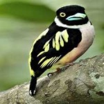 image of bird