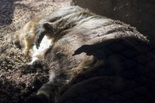 image of wombat