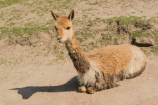 image of alpaca #20