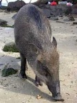 image of wild_boar