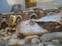 image of horned_viper