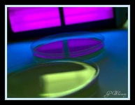 image of petri_dish