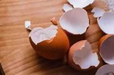 image of egg_shell #19