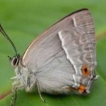 image of animal