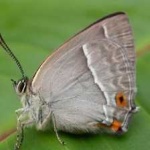 image of hairstreak #7