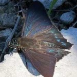 image of animal