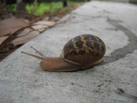 image of snail