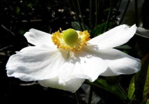 image of flower