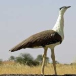 image of bird