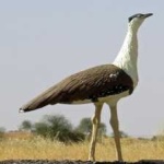 image of indian_bustard #8