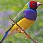 image of bird