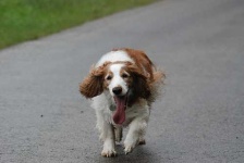 image of welsh_springer_spaniel #14