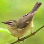 image of bird