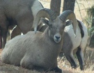 image of bighorn