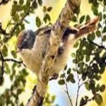 image of bird