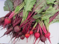 image of beetroot #30